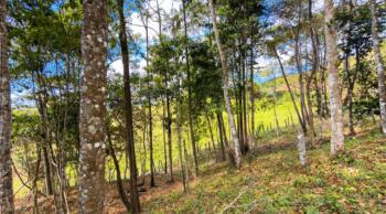 Residential Lot for sale in Quebradas, Pérez Zeledón, San José, Costa Rica — photo 5