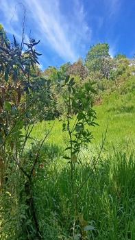 Finca para Agricultura en venta en Los Reyes, Pérez Zeledón, San José, Costa Rica — foto 1