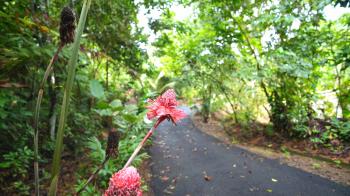 Residential Lot for sale in Barú, Pérez Zeledón, San José, Costa Rica — photo 2