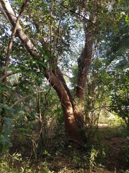 Finca para Ganadería en venta en Los Ángeles De Arado, Santa Cruz, Guanacaste, Costa Rica — foto 2