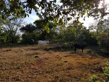 Finca para Ganadería en venta en Los Ángeles De Arado, Santa Cruz, Guanacaste, Costa Rica — foto 5
