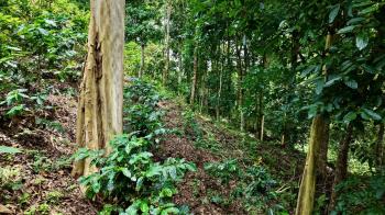 Mixed Use Land for sale in San Gabriel, Pérez Zeledón, San José, Costa Rica — photo 5