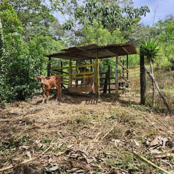 Terreno para Desarrollo en venta en Quebradas, Pérez Zeledón, San José, Costa Rica — foto 7