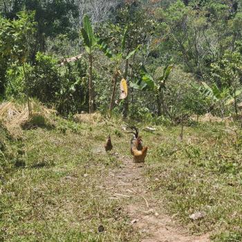 Finca para Agricultura en venta en Pueblo Nuevo, Pérez Zeledón, San José, Costa Rica — foto 4