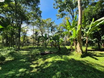 Agricultural Land for sale in Quizarra, Pérez Zeledón, San José, Costa Rica — photo 4