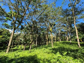 Agricultural Land for sale in Quizarra, Pérez Zeledón, San José, Costa Rica — photo 5