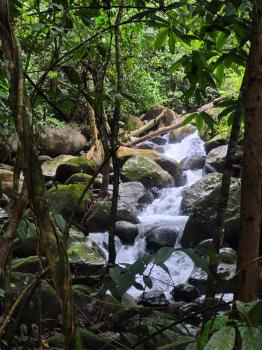 Finca para Agricultura en venta en San Pedro, Pérez Zeledón, San José, Costa Rica — foto 2