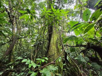 Finca para Agricultura en venta en San Pedro, Pérez Zeledón, San José, Costa Rica — foto 3