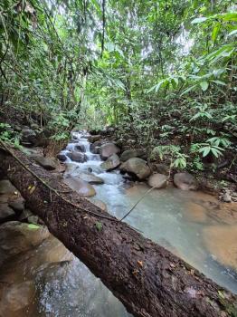 Finca para Agricultura en venta en San Pedro, Pérez Zeledón, San José, Costa Rica — foto 4