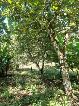 Fincas Uso Mixto en venta en Guacimal, Puntarenas, Costa Rica — foto 7