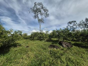 Finca para Agricultura en venta en Miraflores, Pérez Zeledón, San José, Costa Rica — foto 5