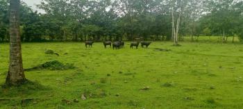 Fincas Uso Mixto en venta en Cultivez De Siquirres, Siquirres, Limón, Costa Rica — foto 3