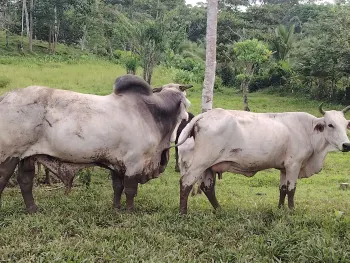 Fincas Uso Mixto en venta en Cultivez De Siquirres, Siquirres, Limón, Costa Rica — foto 7