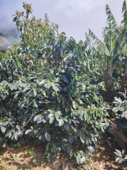 Finca Agroindustrial en venta en Zona De Los Santos, Dota, San José, Costa Rica — foto 5