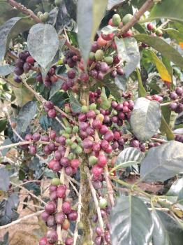 Finca Agroindustrial en venta en Zona De Los Santos, Dota, San José, Costa Rica — foto 6