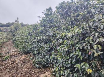 Finca Agroindustrial en venta en Zona De Los Santos, Dota, San José, Costa Rica — foto 7