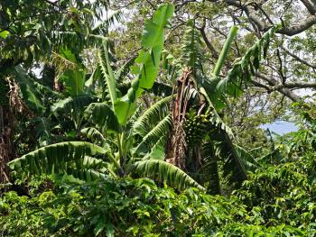 Finca para Agricultura en venta en El Palmar Getsemany, San Rafael, Heredia, Costa Rica — foto 1