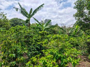 Finca para Agricultura en venta en El Palmar Getsemany, San Rafael, Heredia, Costa Rica — foto 2