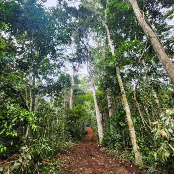 Fincas Uso Mixto en venta en Santa Rosa, Rio Nuevo, Pérez Zeledón, San José, Costa Rica — foto 3