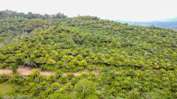 Fincas Uso Mixto en venta en Santa Rosa, Rio Nuevo, Pérez Zeledón, San José, Costa Rica — foto 7