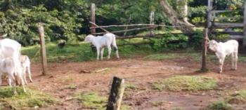 Finca Agroturística en venta en Horquetas, Sarapiquí, Heredia, Costa Rica — foto 4