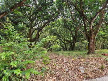 Terreno Para Vivienda en venta en San Pablo, Turrubares, San José, Costa Rica — foto 6