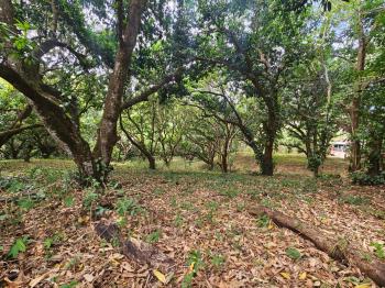 Terreno Para Vivienda en venta en San Pablo, Turrubares, San José, Costa Rica — foto 7