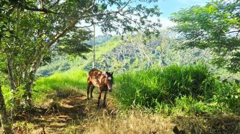 Fincas Uso Mixto en venta en Alto San Juan, Pérez Zeledón, San José, Costa Rica — foto 5