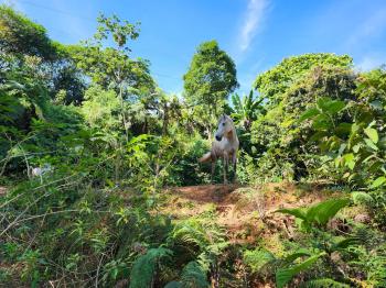 Terreno para Desarrollo en venta en San Isidro De El General, Pérez Zeledón, San José, Costa Rica — foto 3