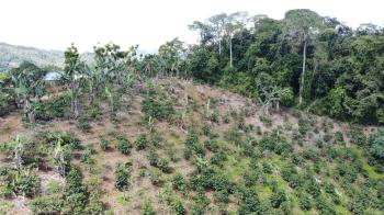 Finca para Agricultura en venta en Naranjo De Platanares, Pérez Zeledón, San José, Costa Rica — foto 4