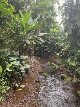 Fincas Uso Mixto en venta en Alegría, Siquirres, Limón, Costa Rica — foto 2