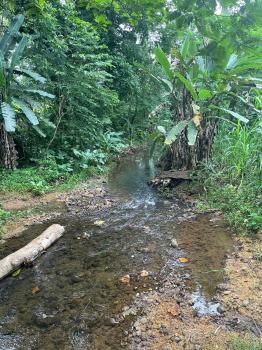 Fincas Uso Mixto en venta en Alegría, Siquirres, Limón, Costa Rica — foto 3