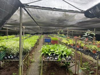 Fincas Uso Mixto en venta en Alegría, Siquirres, Limón, Costa Rica — foto 4