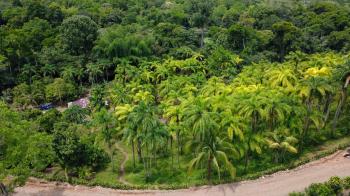 Finca para Agricultura en venta en El Quemado, Cajon, Pérez Zeledón, San José, Costa Rica — foto 5