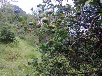 Fincas Uso Mixto en venta en Guadalupe De San Rafael, Esparza, Puntarenas, Costa Rica — foto 5