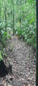 Terreno General en venta en San Isidro De Peñas Blancas, San Ramón, Alajuela, Costa Rica — foto 6