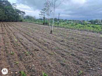 Terreno Comercial en venta en La Fortuna, San Carlos, Alajuela, Costa Rica — foto 3