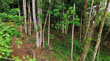 Mixed Use Land for sale in Miravalles, Pérez Zeledón, San José, Costa Rica — photo 3