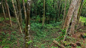 Mixed Use Land for sale in Miravalles, Pérez Zeledón, San José, Costa Rica — photo 4