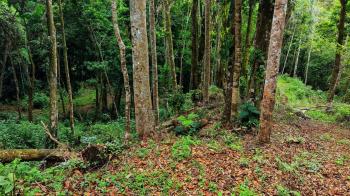 Mixed Use Land for sale in Miravalles, Pérez Zeledón, San José, Costa Rica — photo 5