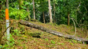 Terreno Para Vivienda en venta en Uvita, Osa, Puntarenas, Costa Rica — foto 4