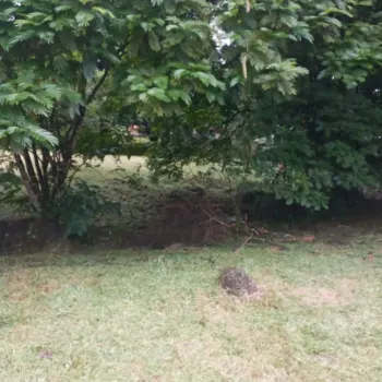 Development Land for sale in Río Danta- Guápiles, Pococí, Limón, Costa Rica — photo 3